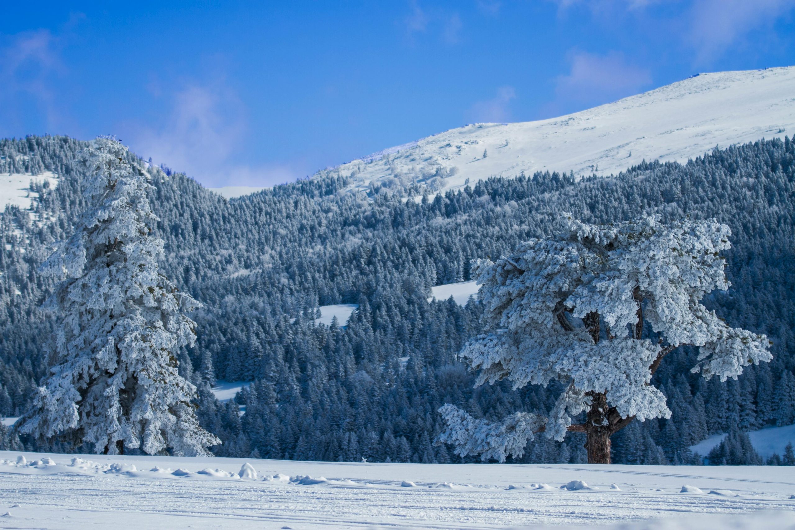 Stunning winter landscape of snow-covered trees and mountains in Mount Uludağ, Turkey.
